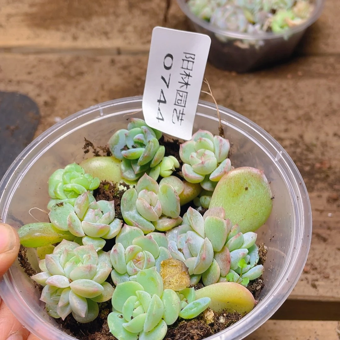 多肉植物多肉植物744