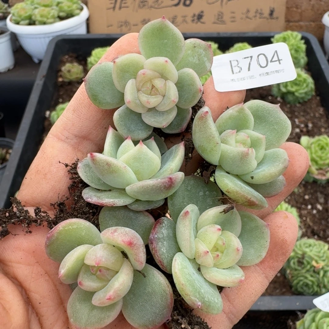 一物一拍一物一拍1026-704