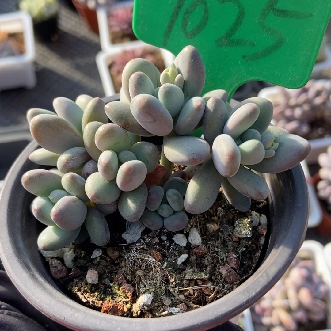 1025苹果奶多肉植物保护