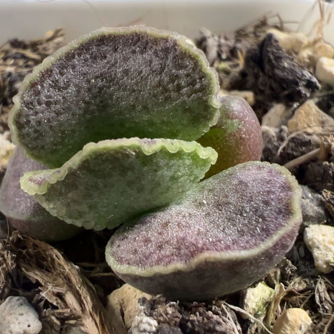 实生新品多肉植物水泡多肉植物