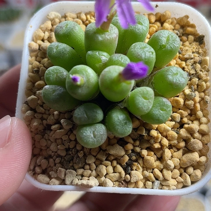 佳人园艺博览会流水铜壶385