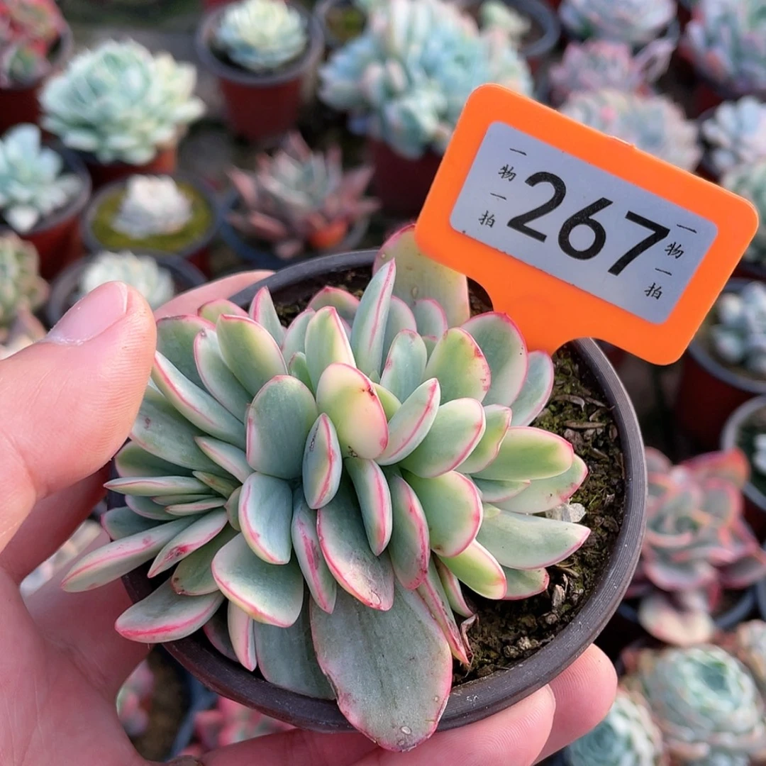 【闪购商品】萍**肉267号