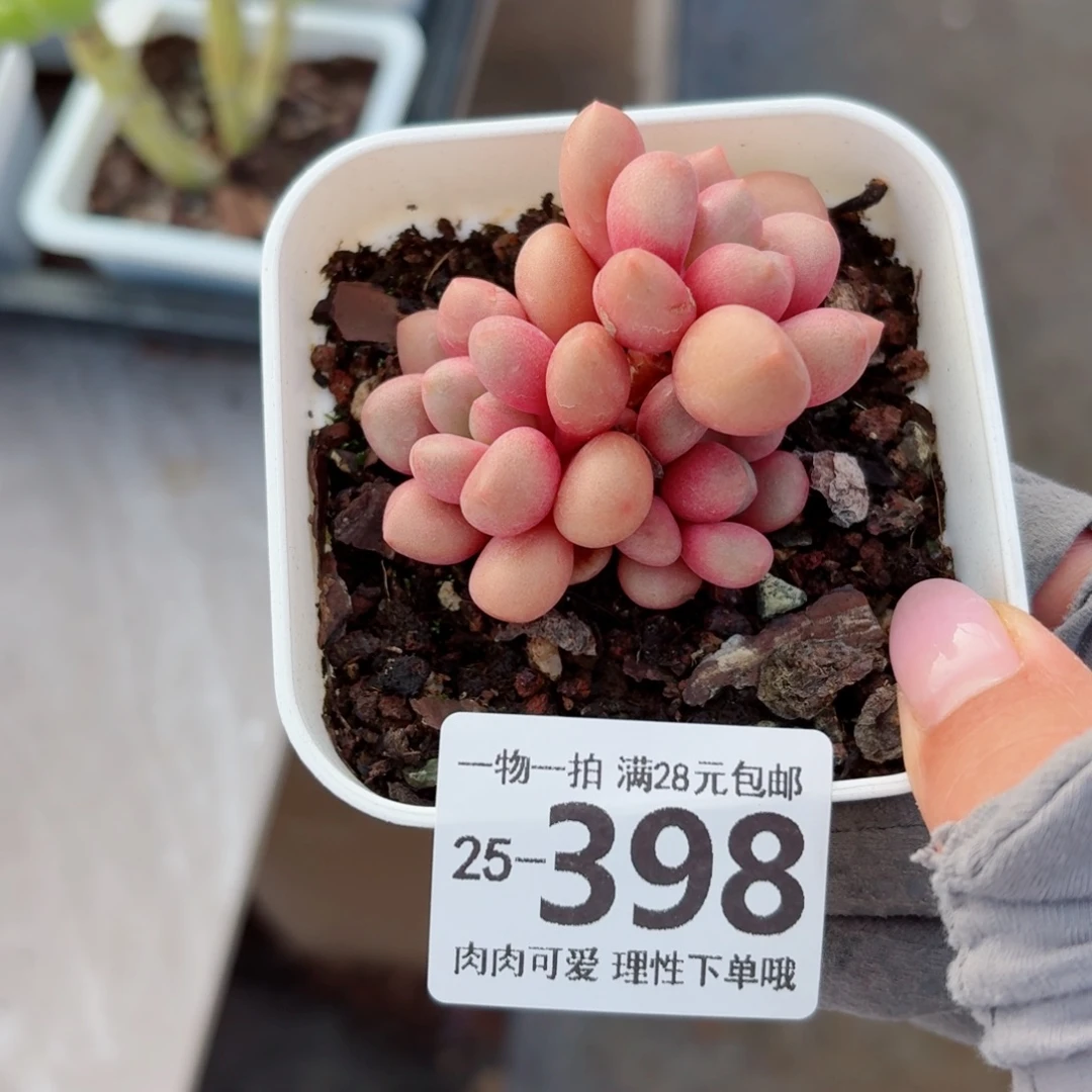 先锋派无盆土发货无盆土发货无