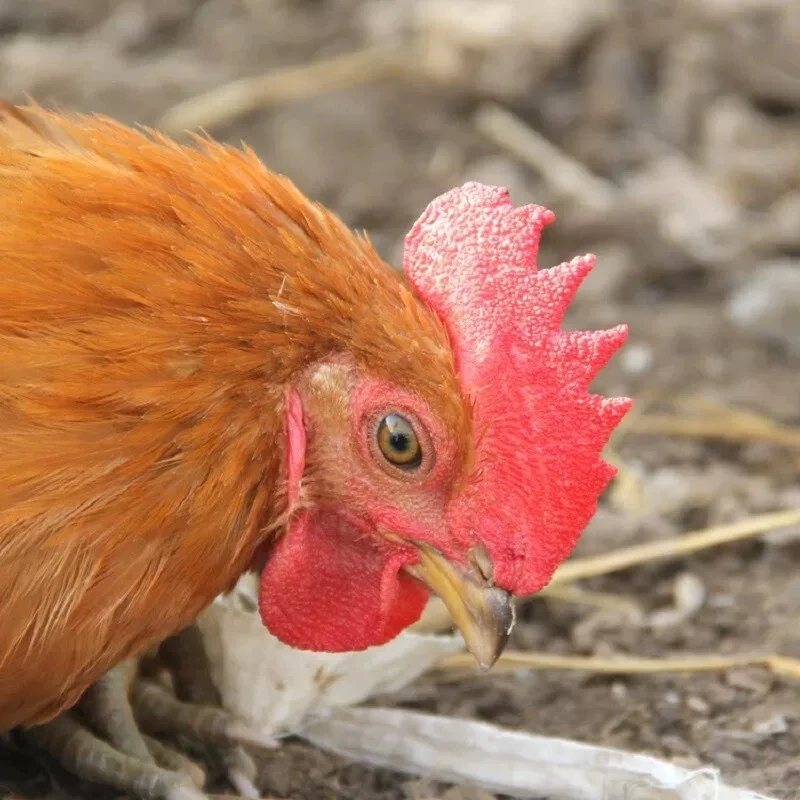 [五花肉专属]东北散养红公鸡上*1只[顺丰冷链包邮]