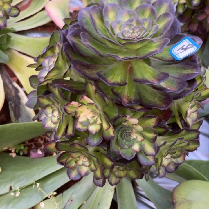 19海王七彩法师可以寄养