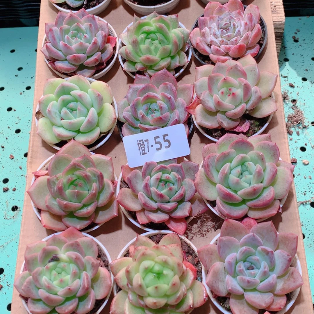 7-55一物一拍多肉带盆18颗