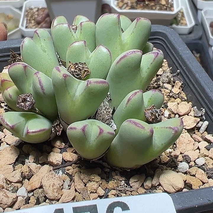 476号特价少将多肉植物