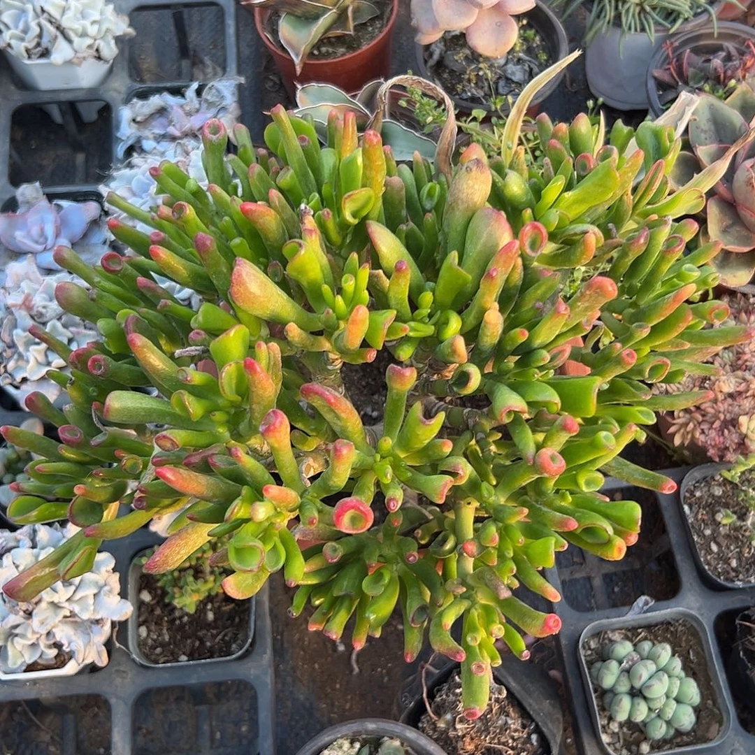 多肉植物吸财树群