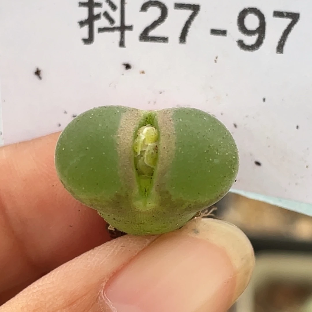 27-97粉女多肉植物