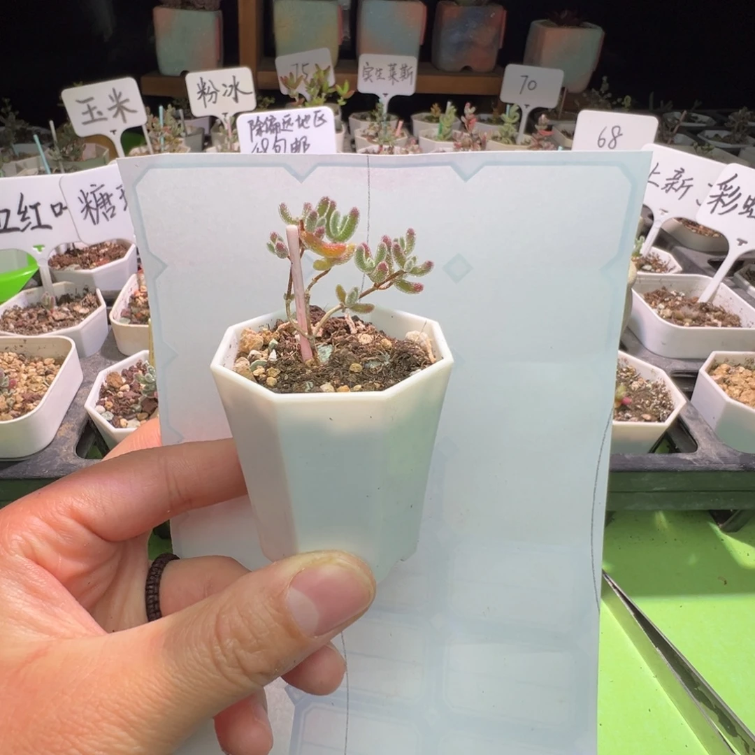 开播福利，2106实生粉冰晶，一年多，拍下不退不换