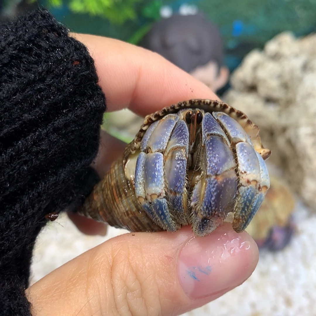 2.2口径奔跑的寄居蟹6号