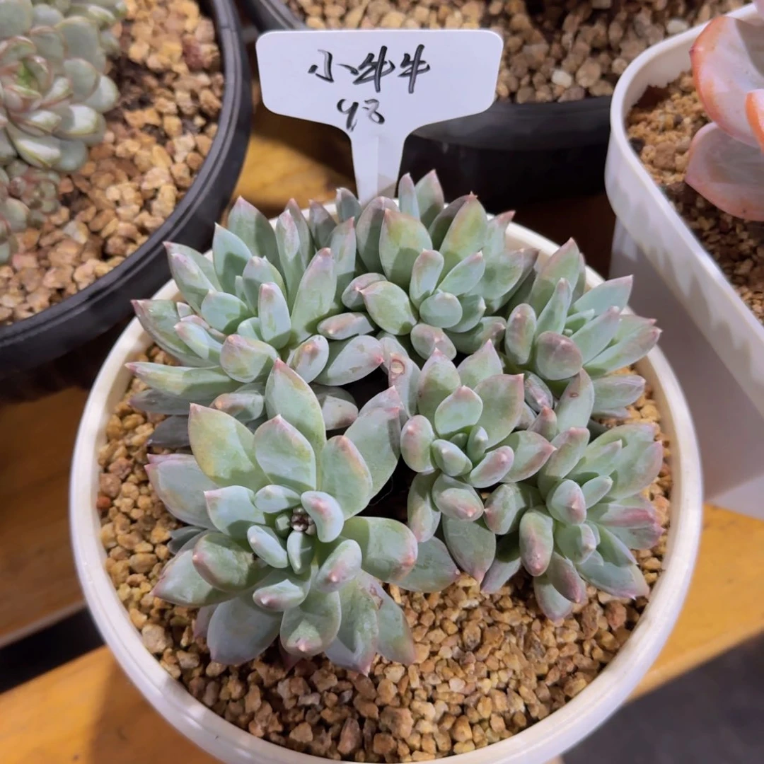 美慕花坊，一物一拍。