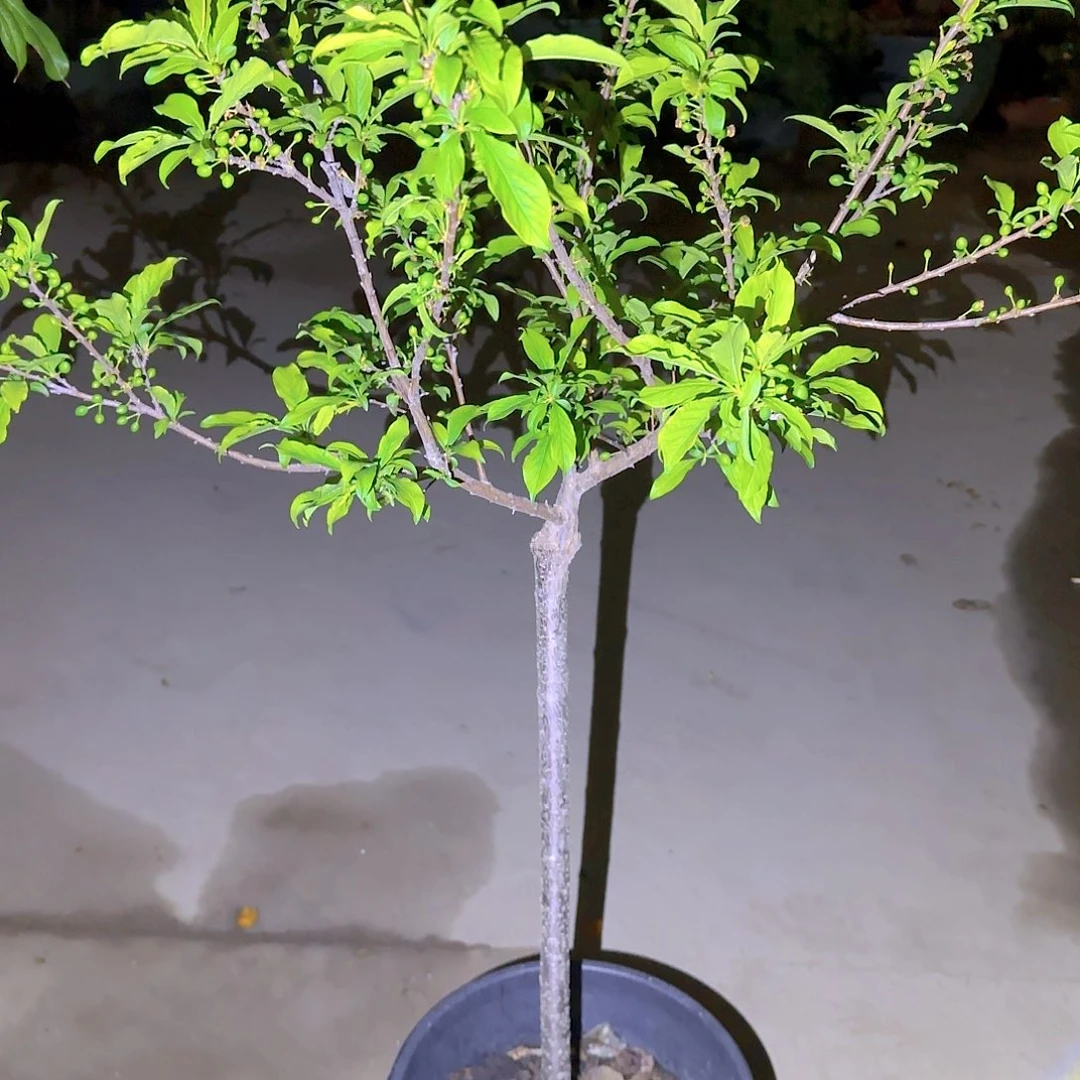 蹇*东果树11111111111