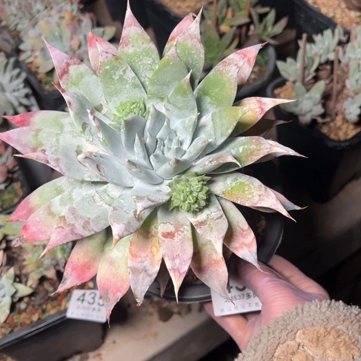 月*438哈哈哈哈哈哈哈哈