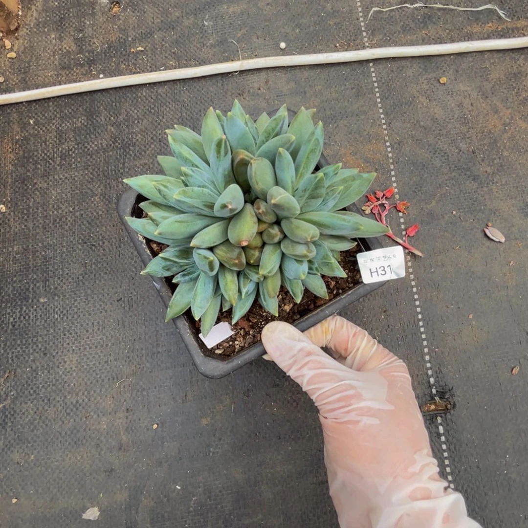 h h h h h h h h h h 31