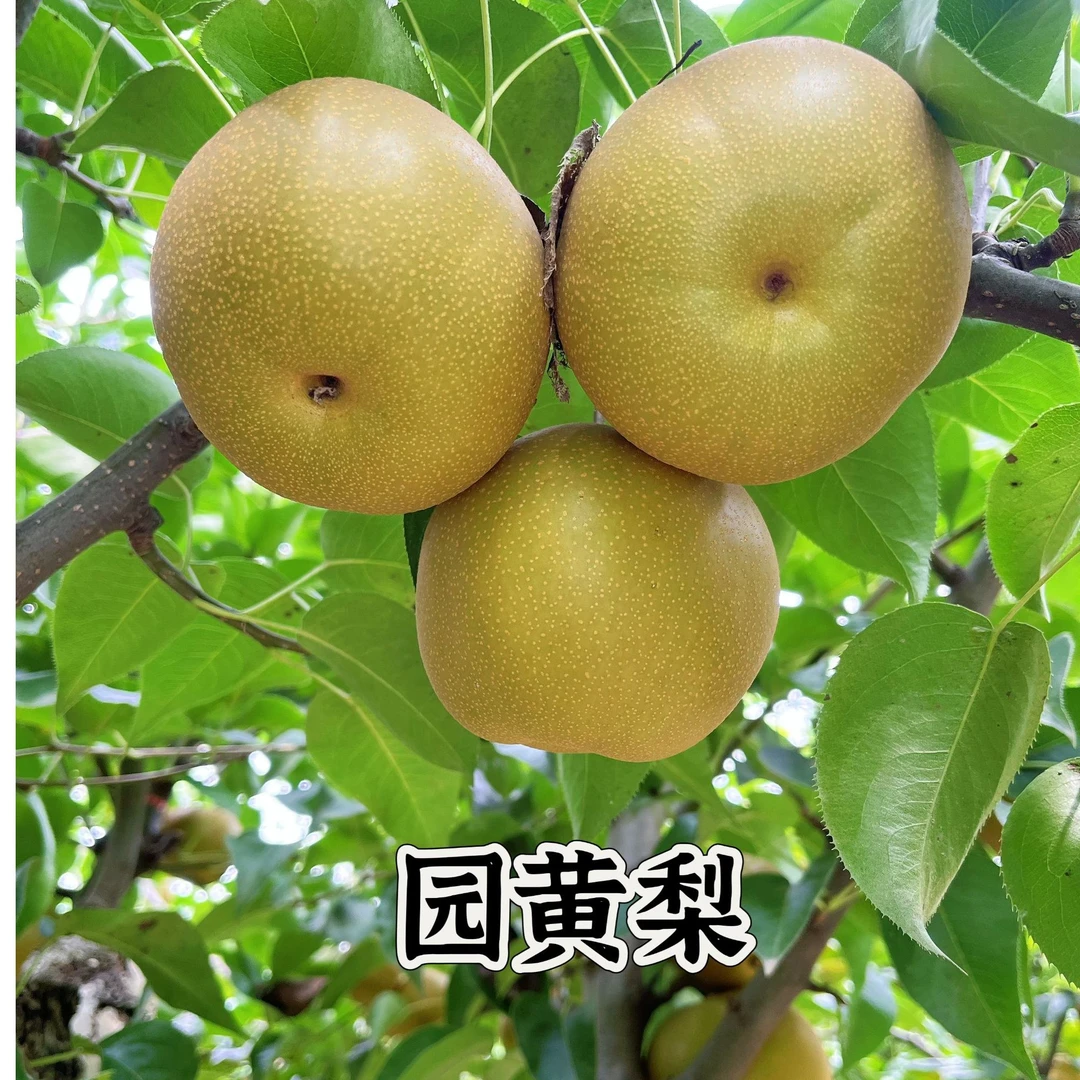 湖北园黄梨当季水果现摘现发果肉细腻酥甜多汁