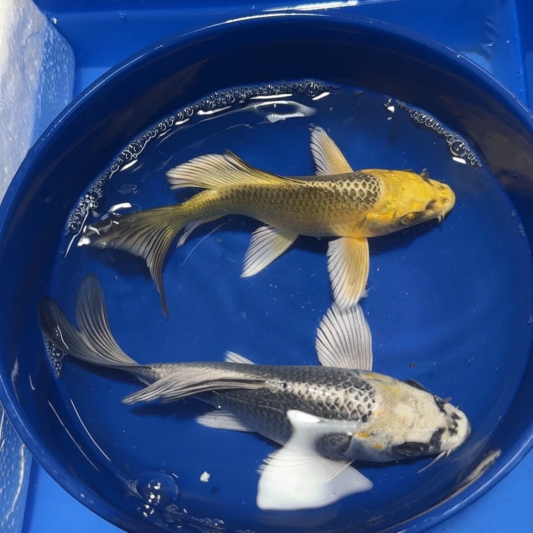 蝴蝶鲤鱼一一金一银