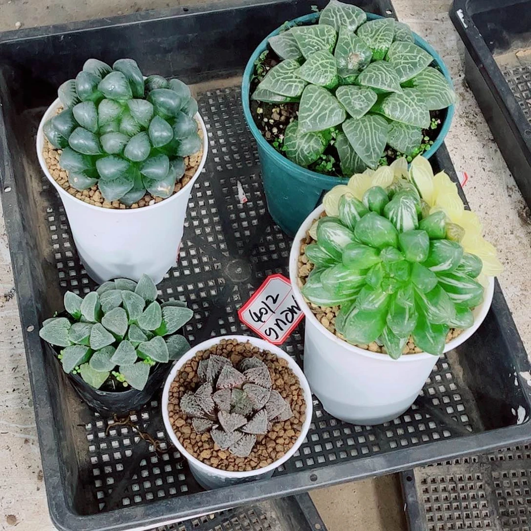 苏州玉露一勿一拍