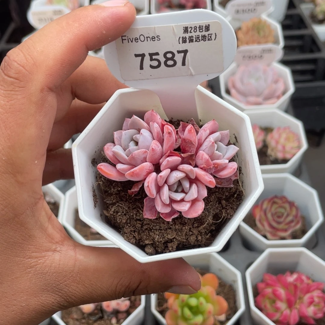 7587拉皮4.5厘米