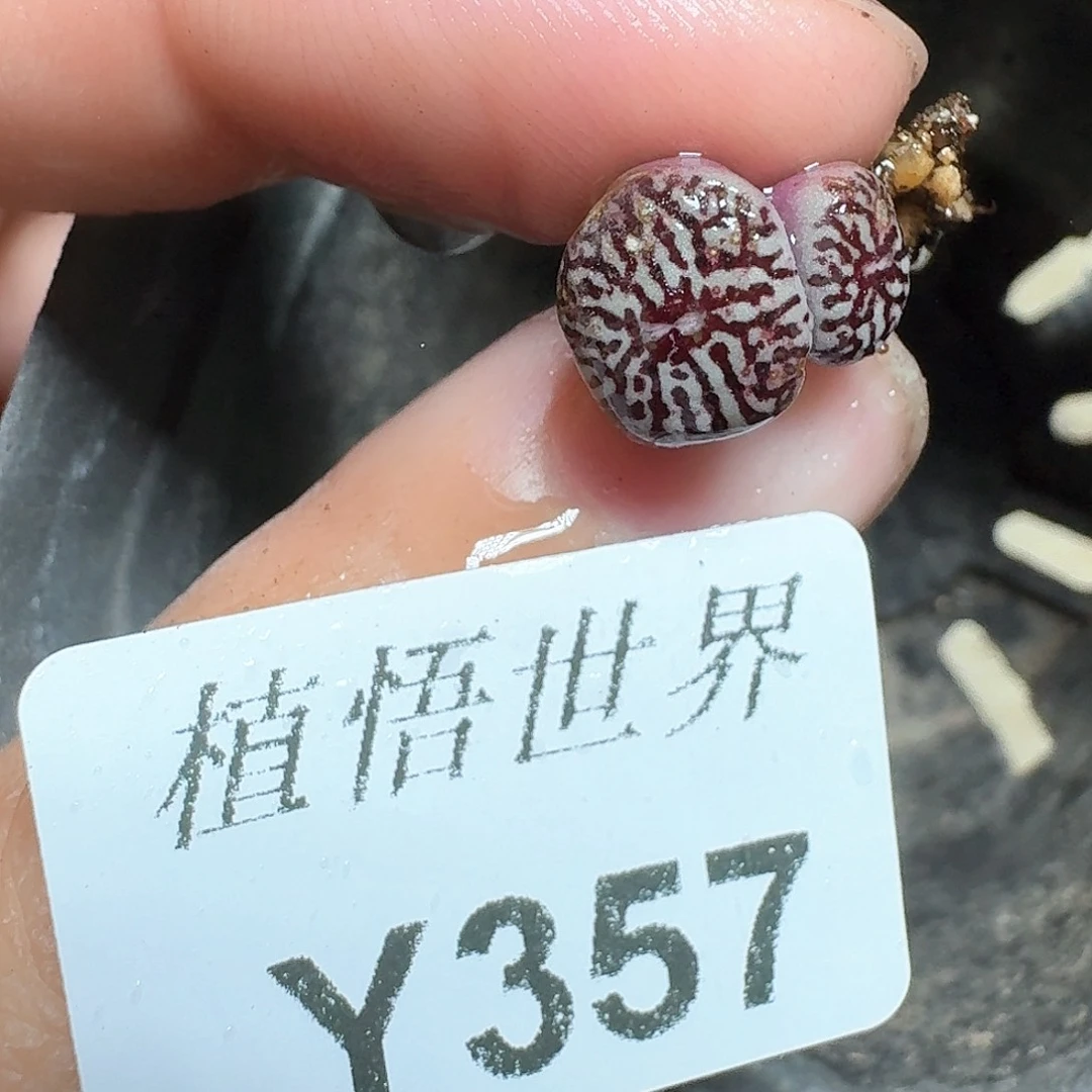 357号多肉植物哇c v