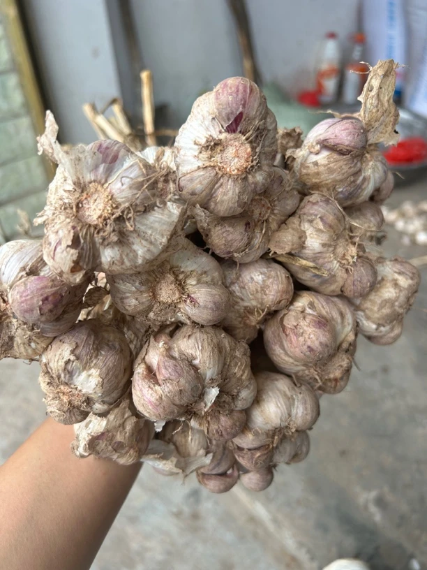 【2025新干大蒜】重庆新鲜蒜头紫皮老品种农家种植土大蒜新鲜干大蒜
