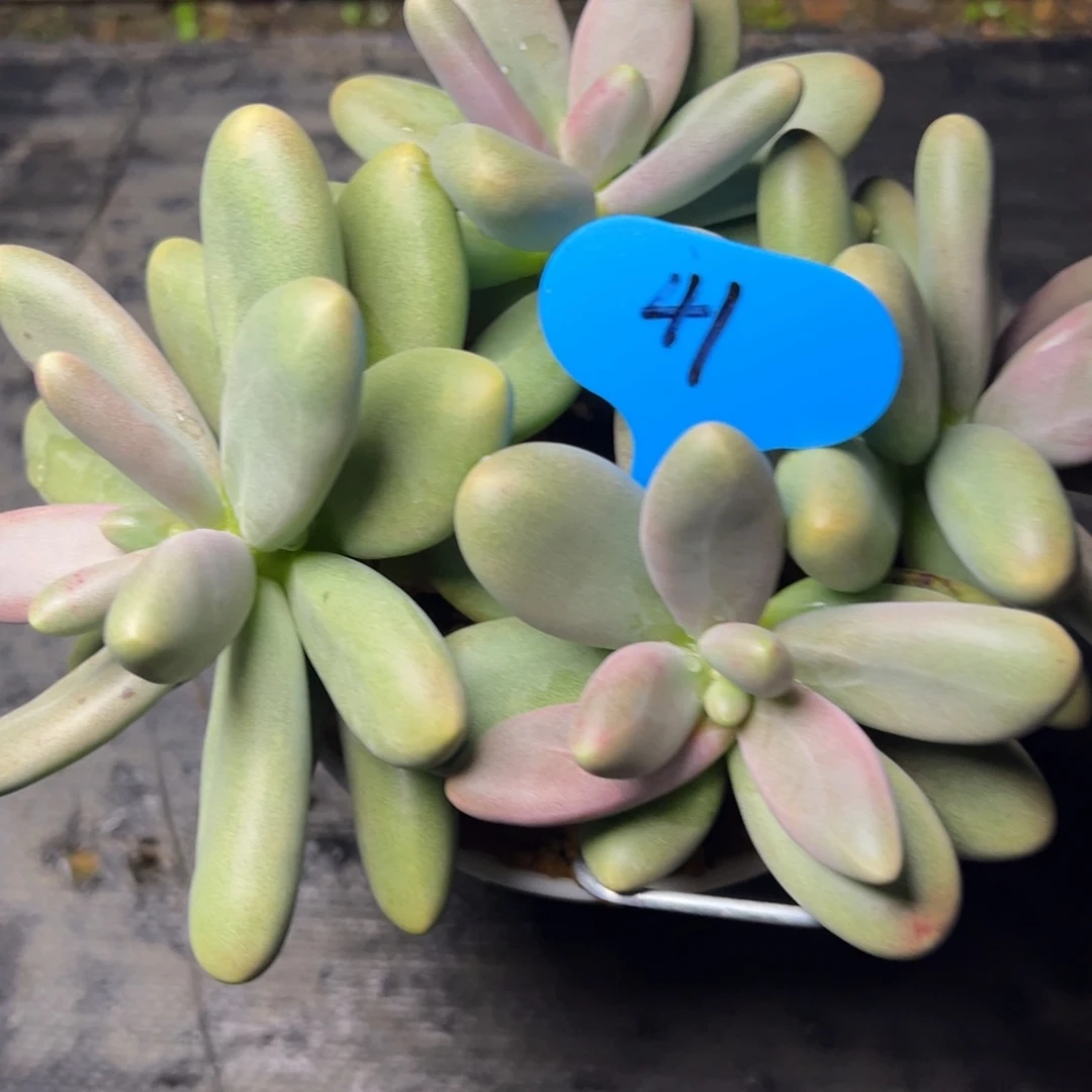 m****41号糖果美人多肉植物19.8