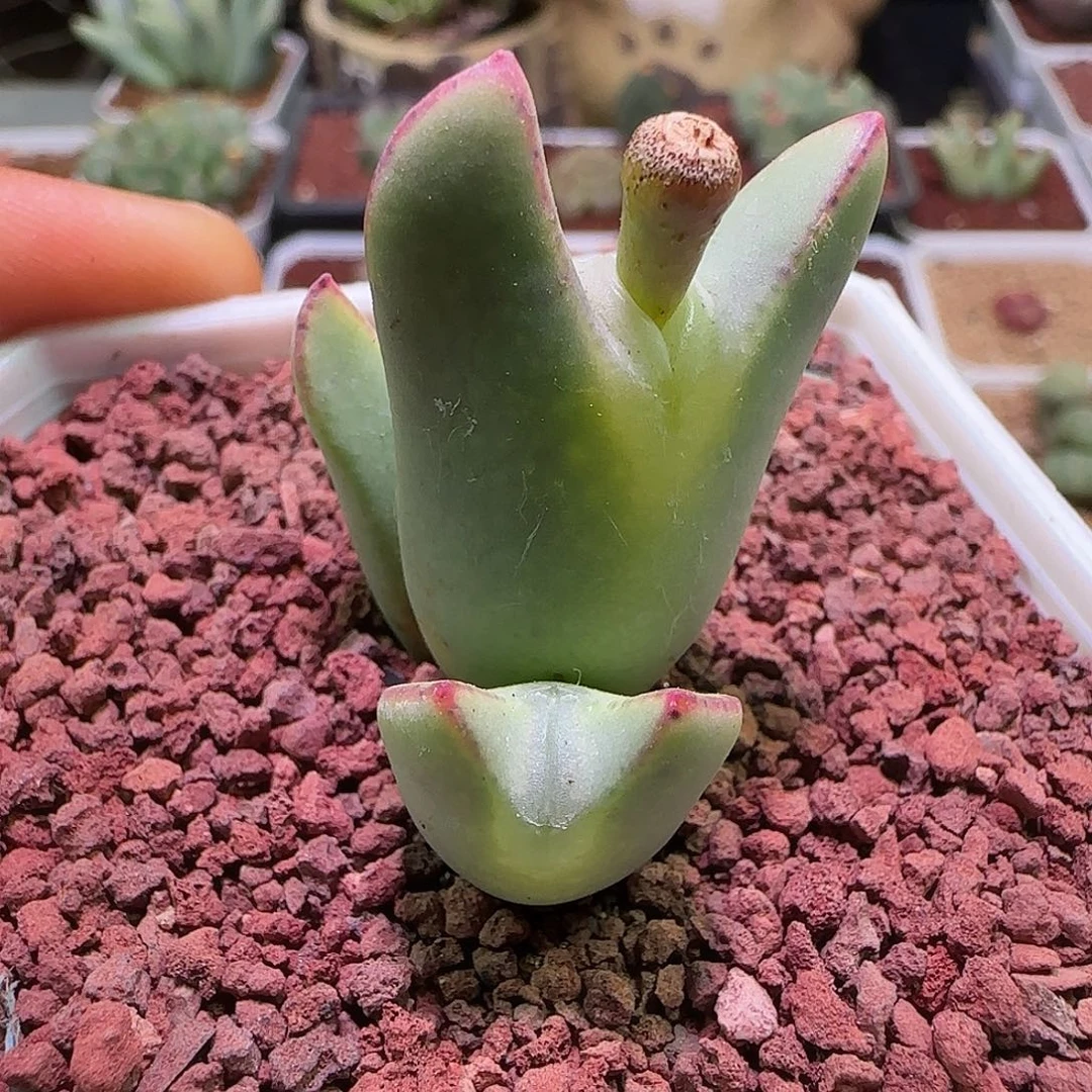 大眼睛少将。   488