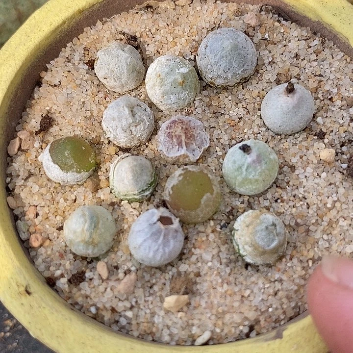 19517哈默灯泡一颗