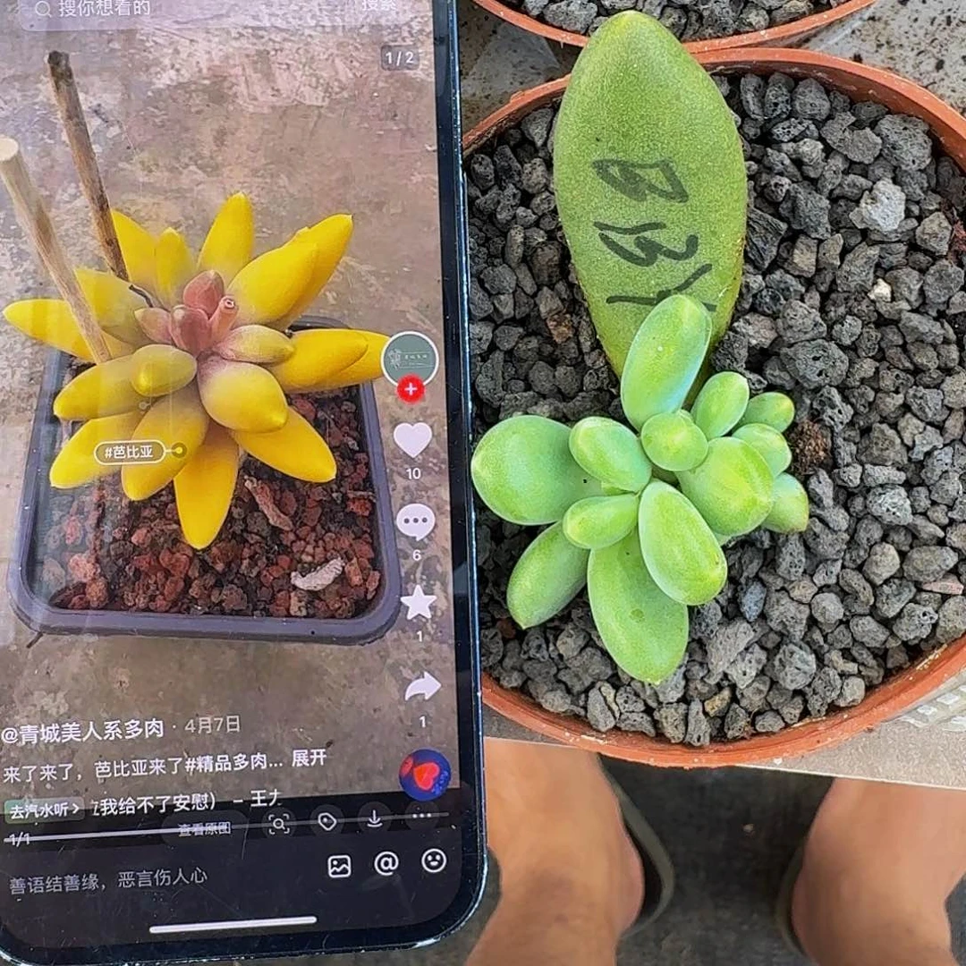 芭比亚 叶插 一物一拍