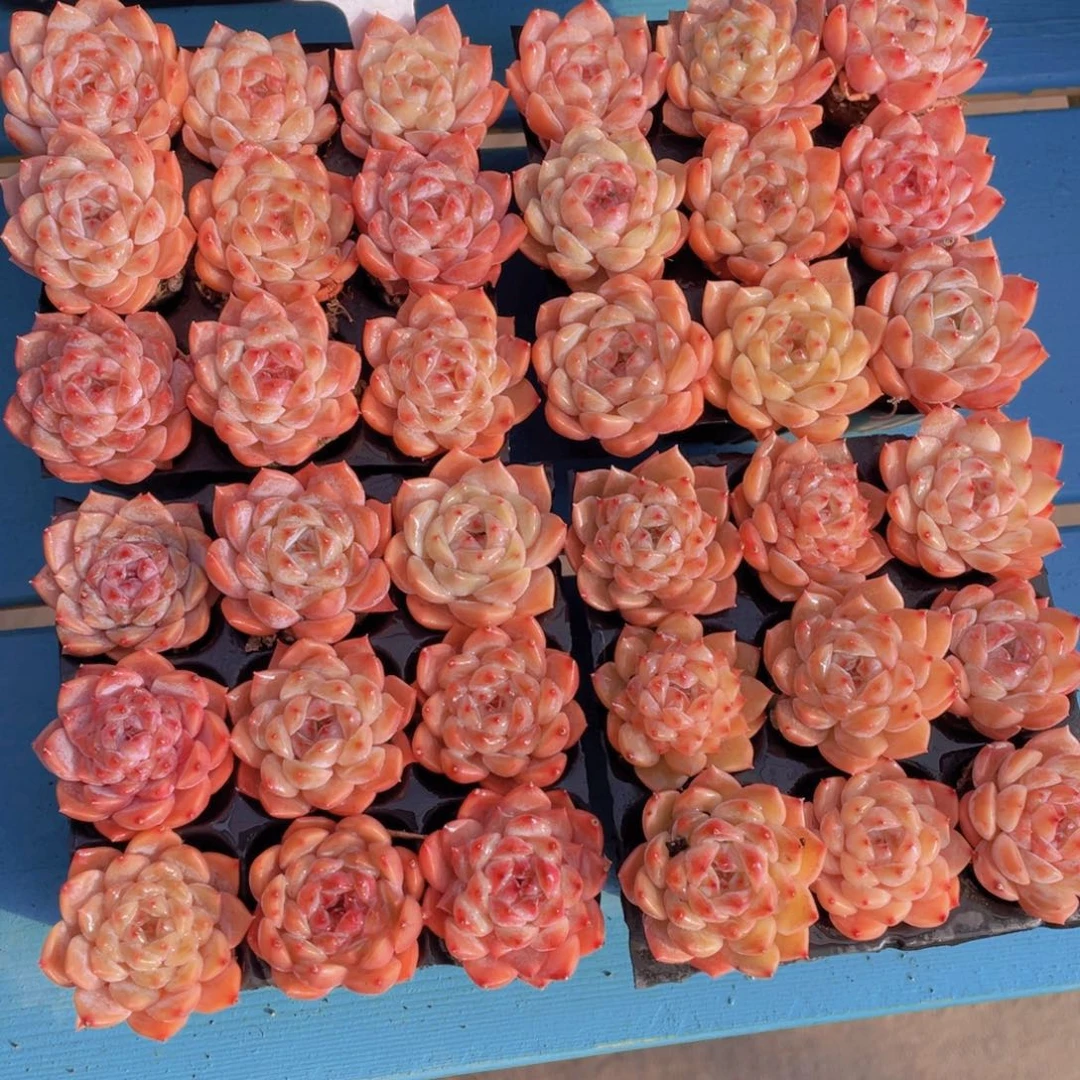 量拍39号糖心草莓果酱组合九个