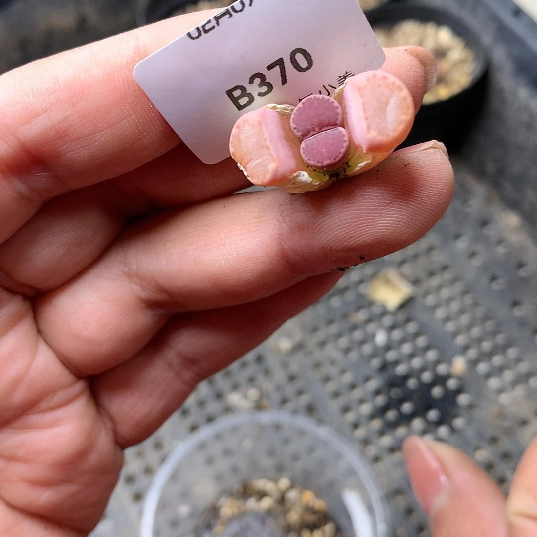 B370多肉植物保护研究所