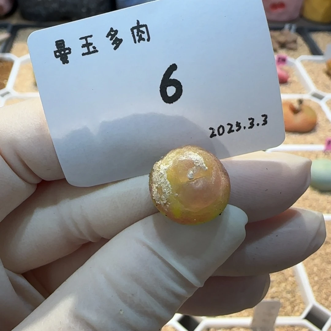多肉多肉多肉3.3-006紫皮拉登