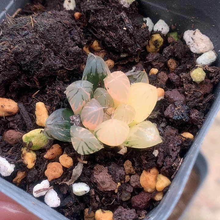 玉露锦一物一拍8888