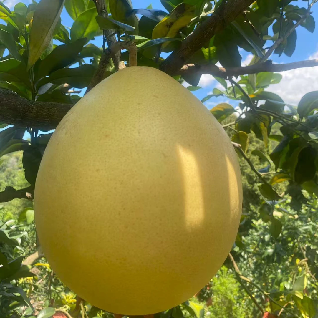 广东梅州头茬现摘现发当季新鲜蜜柚皮薄肉厚多汁孕妇适用水果