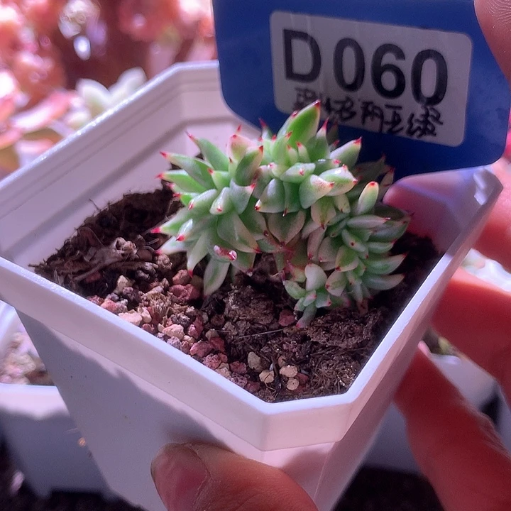 村***雨野生玛利亚缀化有根