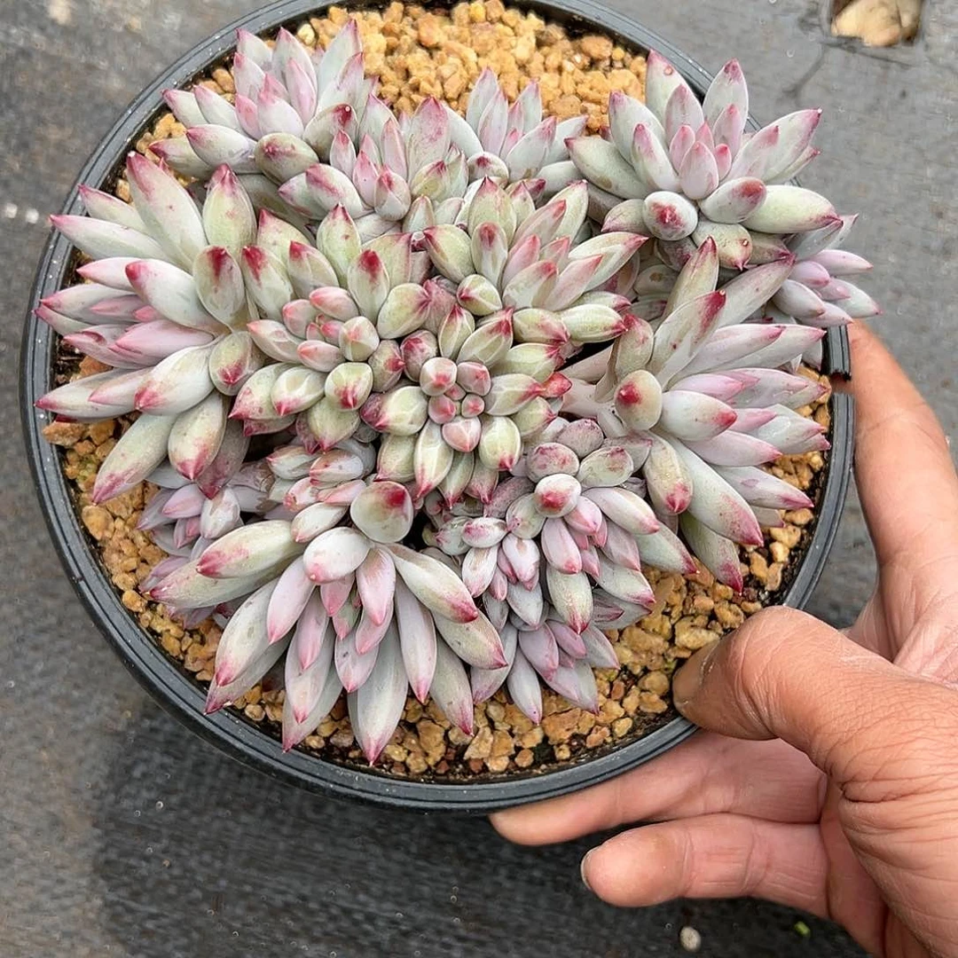 【闪购商品】钻石车栗子