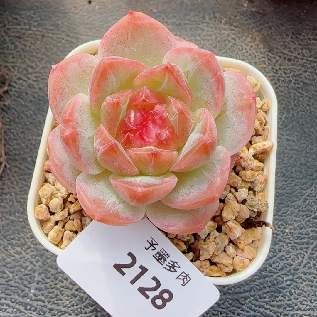 冻唇蜜，2128多肉植物