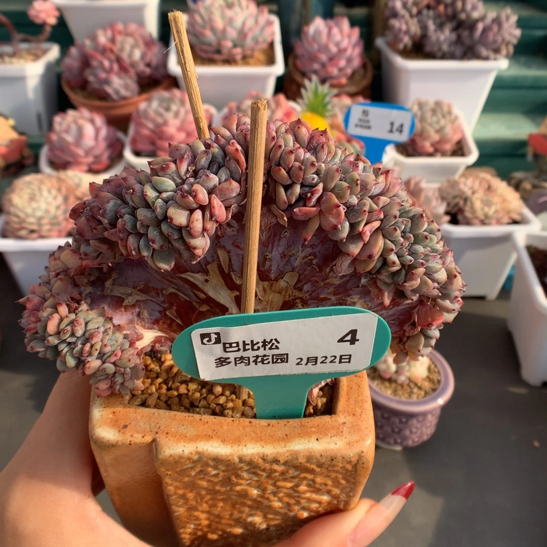 4板子梦露缀化多肉植物