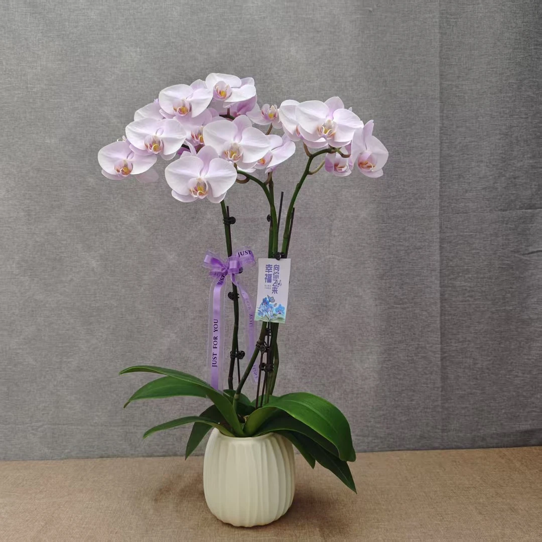 【晚风】粉色系蝴蝶兰室内种植观赏送礼带花发货
