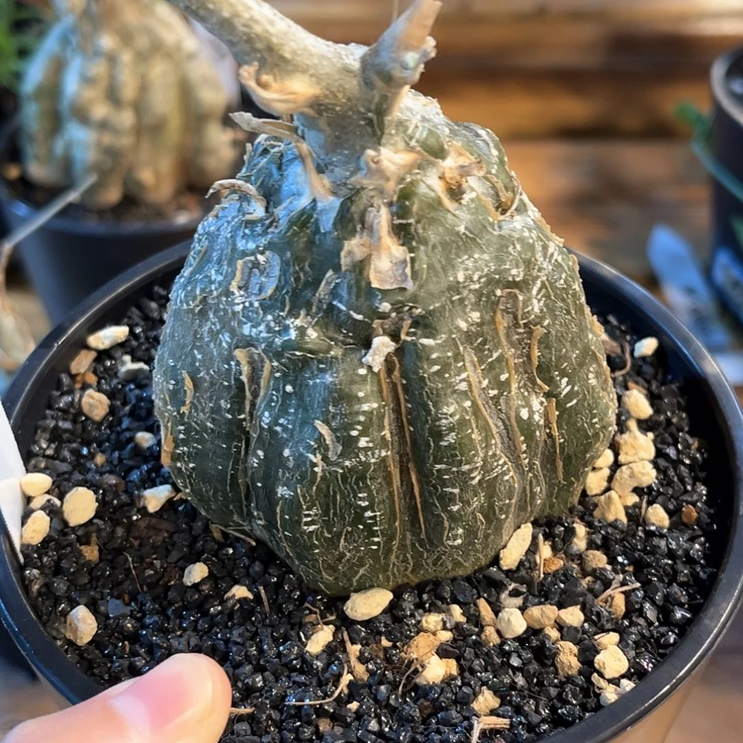 潮流植物伊莎头葫芦，7公分