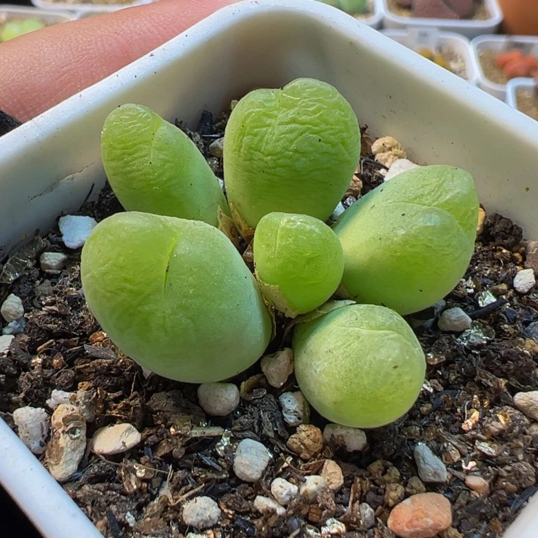 963多肉植物种类多样