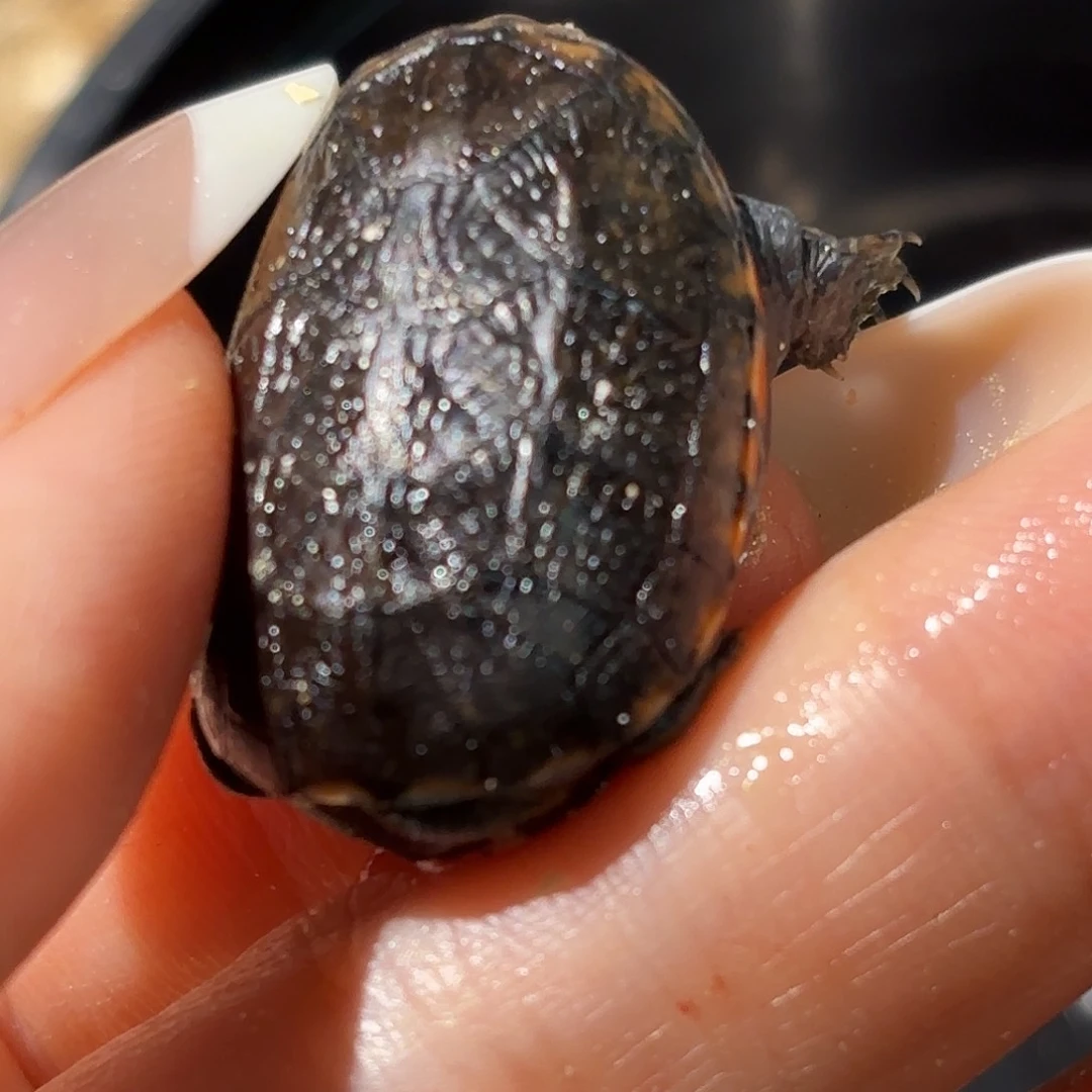 母宠物龟增生美版小种