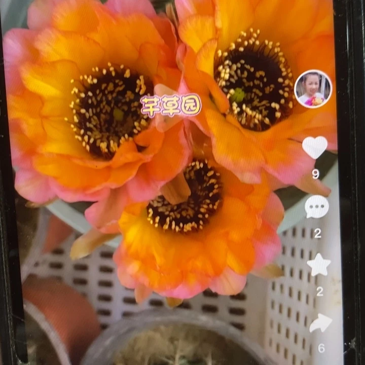 美花黑喉侧芽五公分