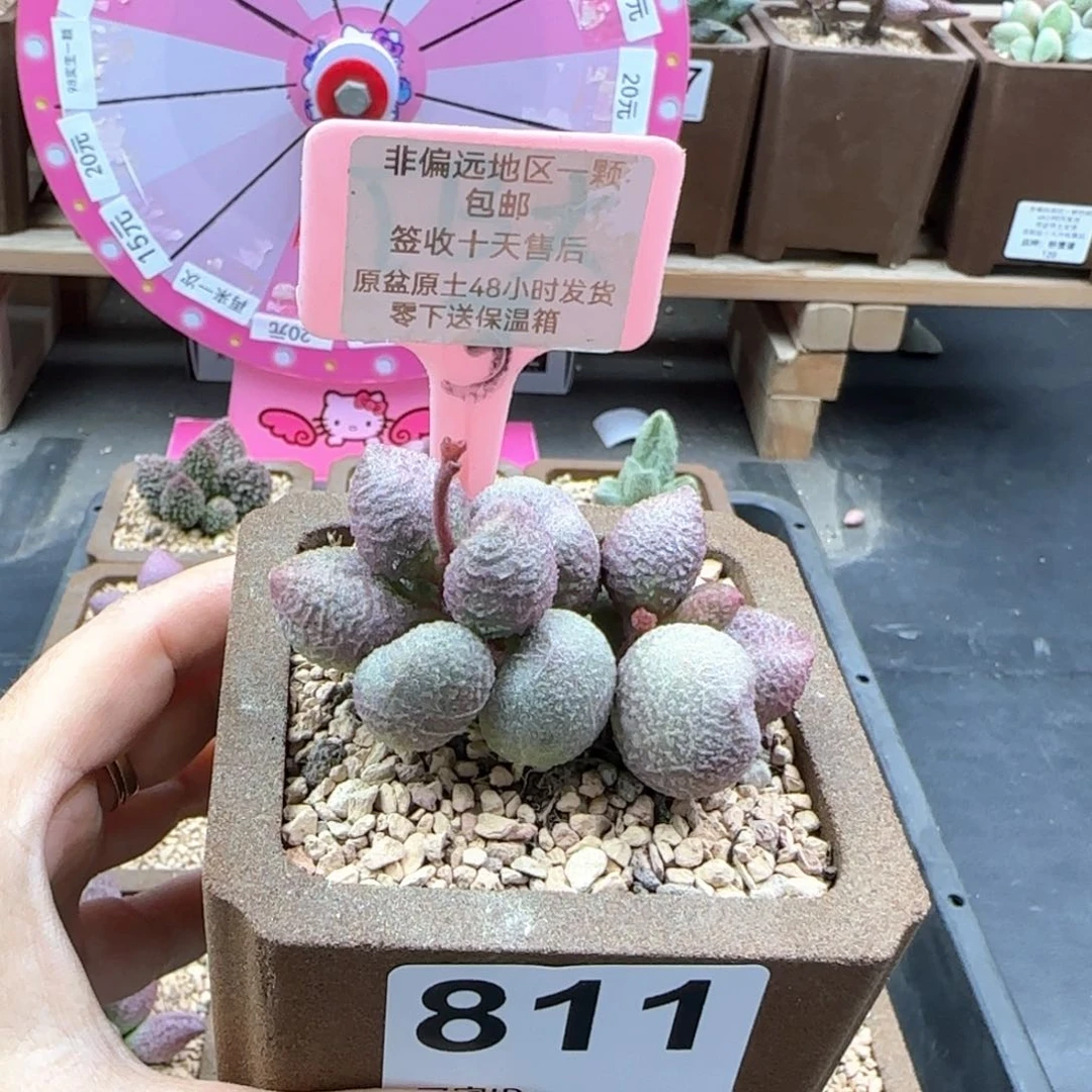 811水蜜桃多肉植物