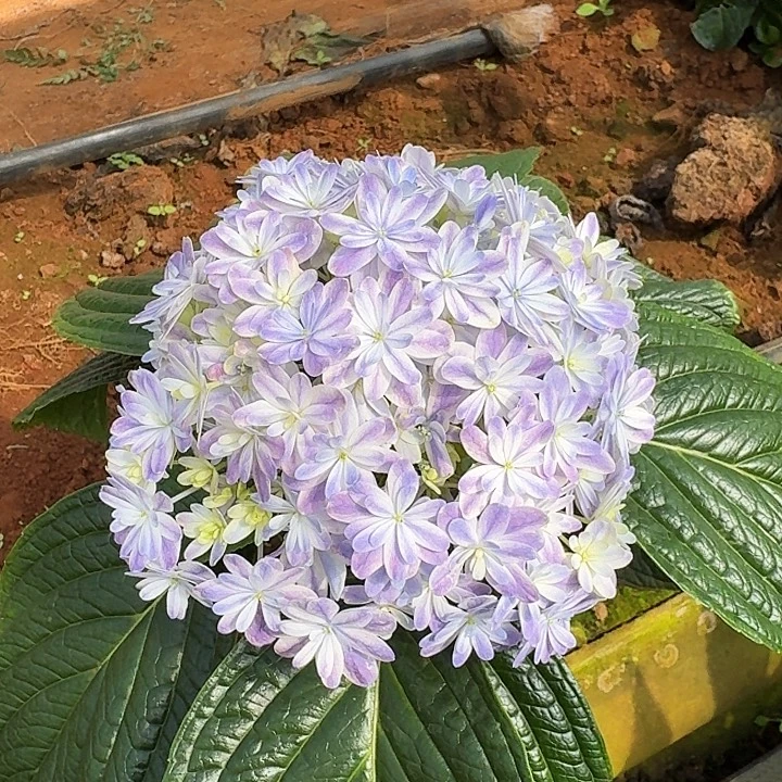 25号绣球/有色差介意勿拍/3单冷链包邮/偏远补运费去发德邦