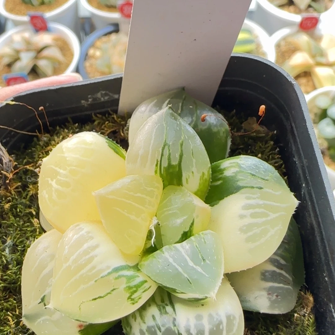 155号日月潭实生锦一物一拍带盆土