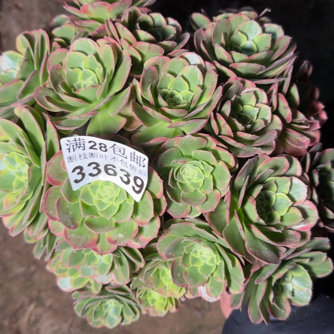 33639奶白多肉植物