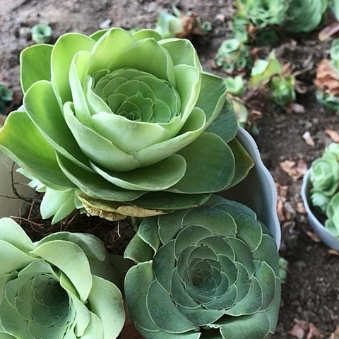 单头玫瑰三个多肉10