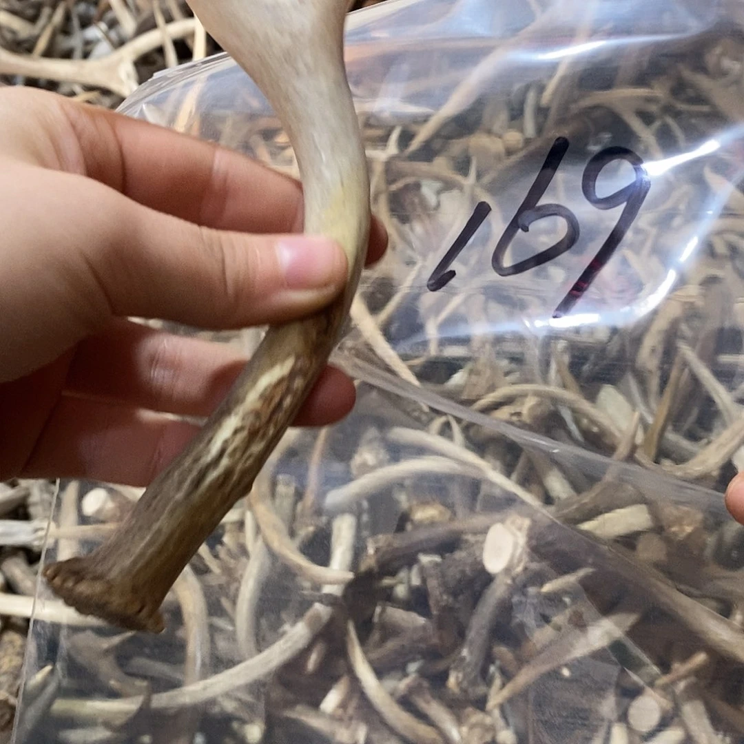 苏***伟非金属鹿角鹿角鹿