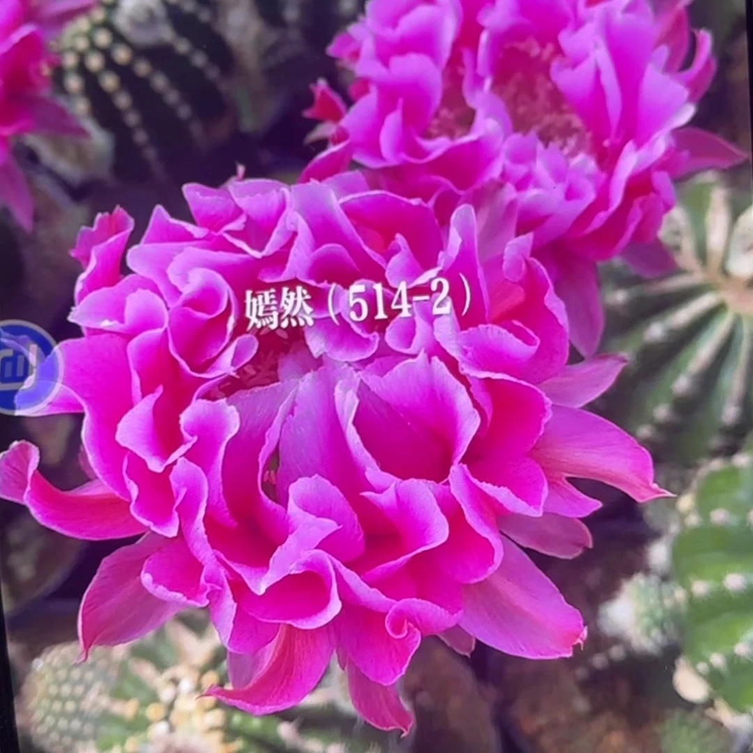 514-2彩侧牙20包邮仙人球19